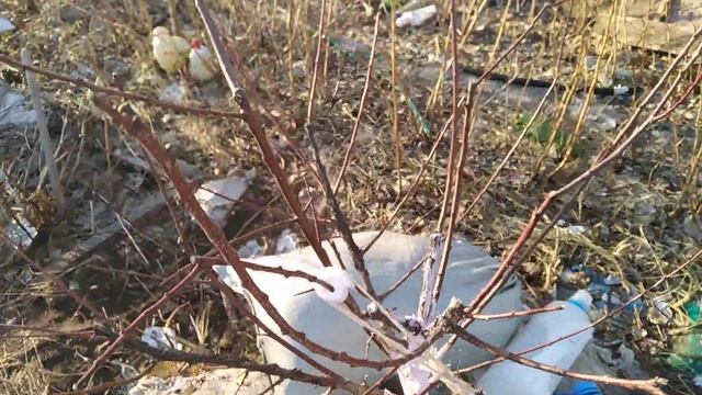 Ч. 185. Розовые деревья. 11.04.21. смотреть онлайн