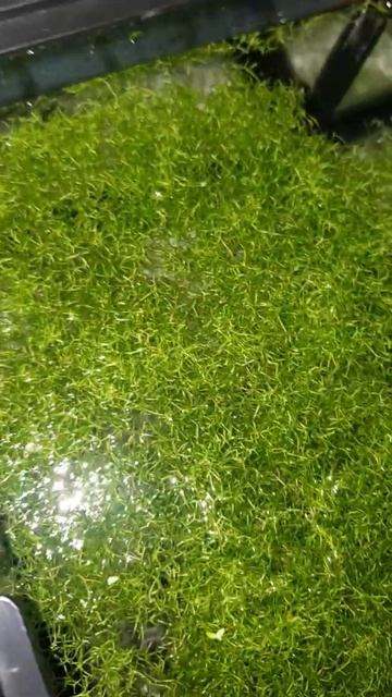 Riccia fluitans 10/27/2021 смотреть онлайн