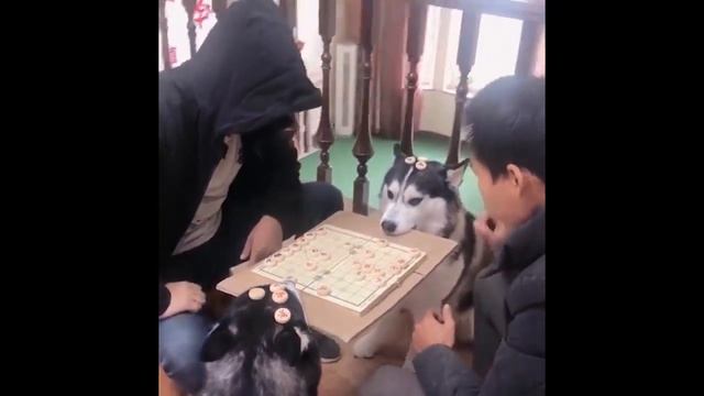 The BEST FURRY VIDEOS from YouTube and TickTock (#17) смотреть онлайн