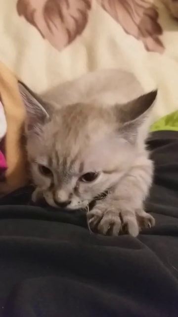 Котик сосет футболку