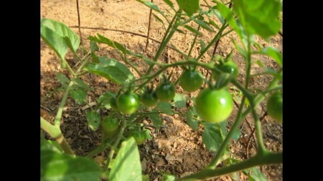 Mark's Organic Garden Update June 2008