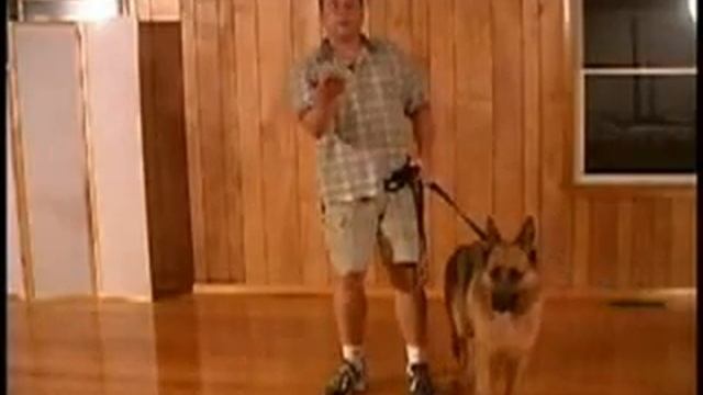 Dog Training Handsignals For Sit, Down, and Stand смотреть онлайн