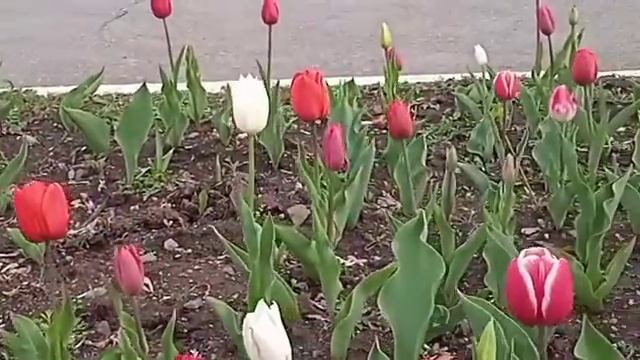 #природа Урал в городском парке обилие тюльпанов смотреть онлайн