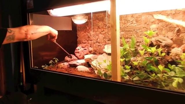 Malpolon feeding 20120603 смотреть онлайн