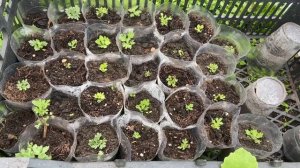 Укоренились хризантемы. Как укореняю хризантемы. Заморозки отступают