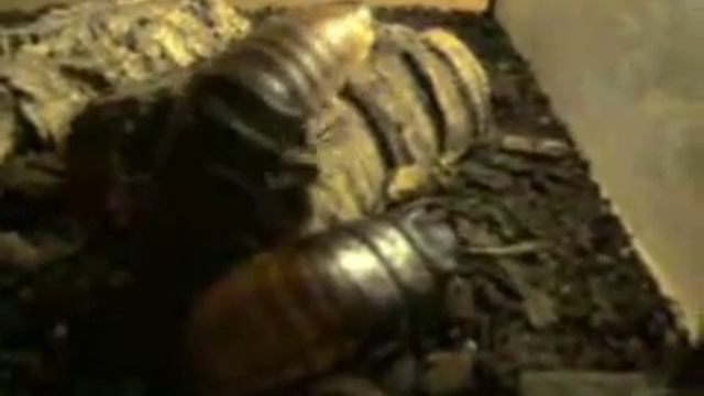 Madagascar Giant Hissing Roaches, Gromphadorhina portentosa смотреть онлайн