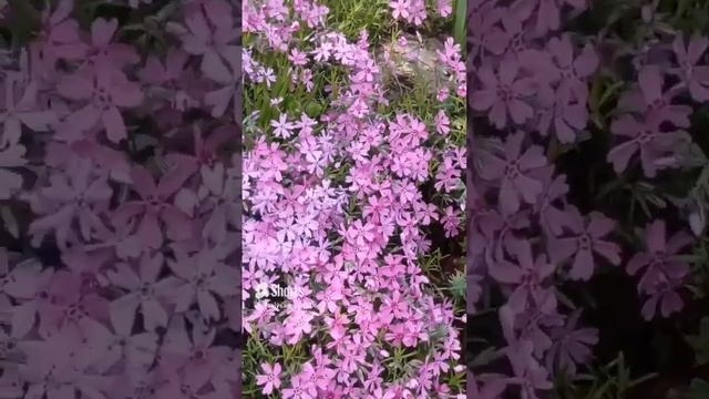 3-6.05 календарь цветения #garden #flower #plant #дача #nature #сад смотреть онлайн