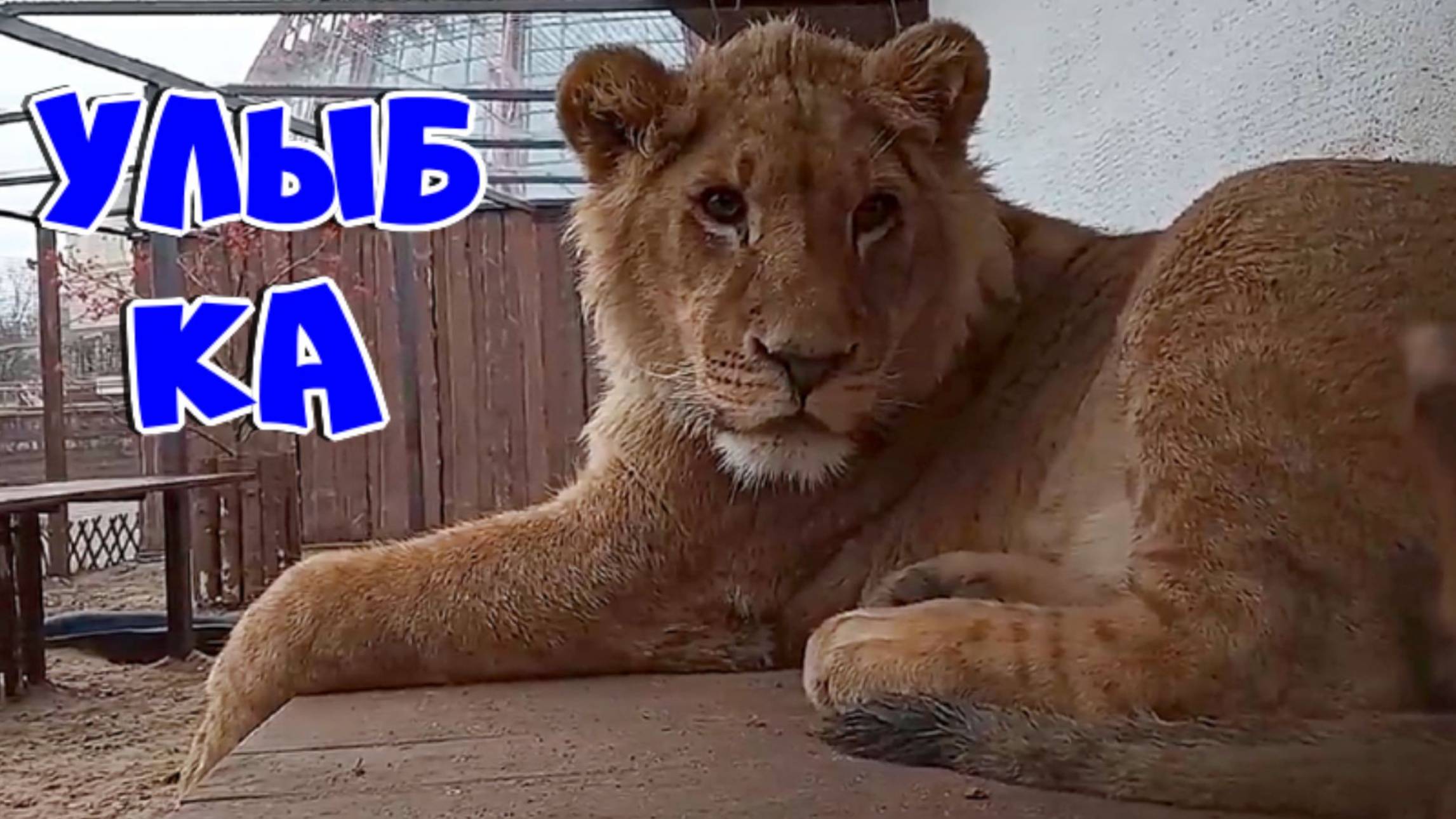 Улыбающийся львёнок ШЕРХАН и плюшевый котик с пятнышками. / Метаморфоза с ПОРШЕМ. (2 выпуск) смотреть онлайн