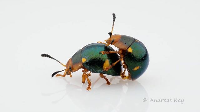 More Beetles Coming Soon!