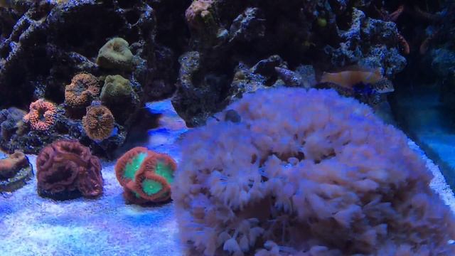Clown Goby смотреть онлайн