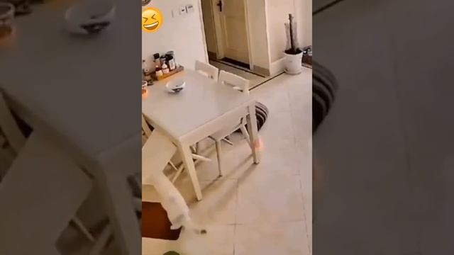 #Смешные животные😺🐶#Восхитительные коты и собаки 2022 #СМЕШНЫЕ КОШКИ 2023 Part 14 смотреть онлайн