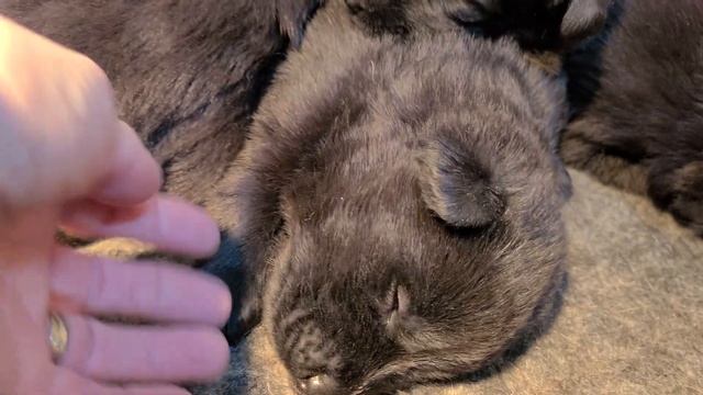 Freya x Belko litter 3 weeks old смотреть онлайн