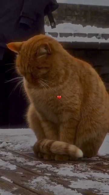 #cat 🐱 Помогите бездомным зимой теплотой , а летом водой #религия_ислам #дунья смотреть онлайн