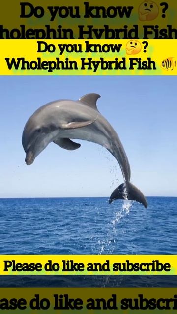 Wholephin Hybrid Fish 🐠 😱 | Mzisto World | #shorts #Facts смотреть онлайн