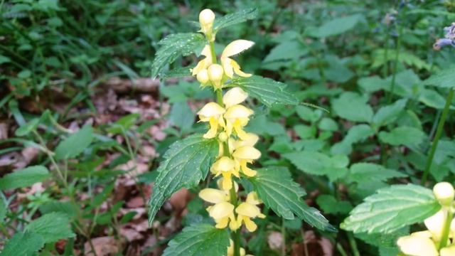 UK Wild Food Yellow Archangel Dead Nettles (Lamium galeobdolon) Foraging