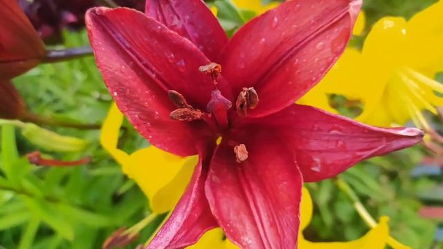 Лилии. Lilies. смотреть онлайн