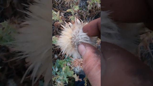 Phenomenal Philodendron