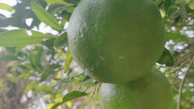 DALANDAN/SINTURIS🍈(Mandarin Orange) SEASON смотреть онлайн