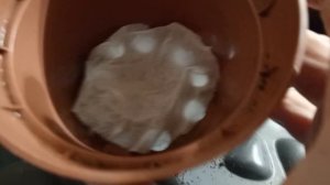 БЕГОНИЯ КЛУБНЕВАЯ,КАК ПОЛУЧИТЬ РАННЕЕ ЦВЕТЕНИЕ.Пробуждаем клубень.