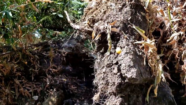 Stump Pull using an 8000 lb winch and some block and tackle смотреть онлайн