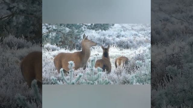 Photography | #shorts | #shortvideo | #shortfee смотреть онлайн