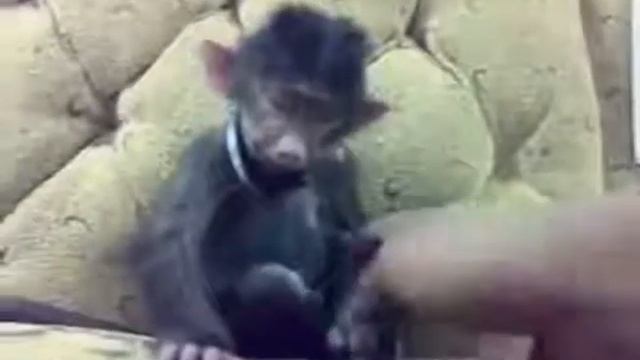 смешная обезьяна смотреть онлайн