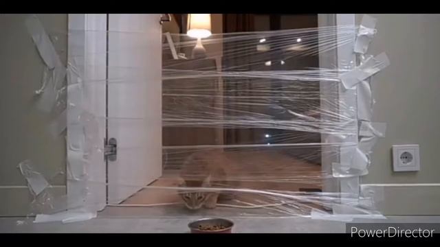 Все моменты с тигрой😸 смотреть онлайн