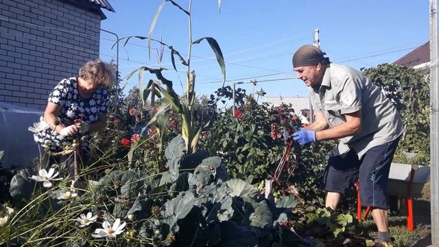 Копать не надо, сама в руки лезет. смотреть онлайн