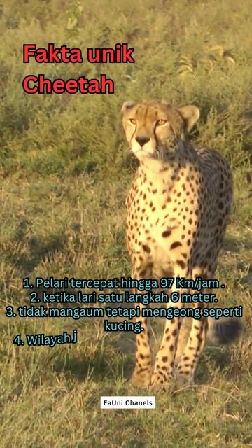 kecepatan lari 97 km per jam Fakta unik cheetah#shorts смотреть онлайн