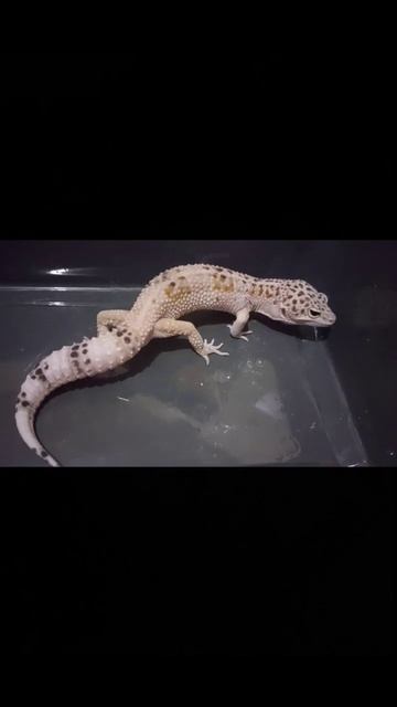 WY Tug Snow #geckoleopard #whiteandyellow #dhgecko #reptile #gecko #leopardgecko #reptiles смотреть онлайн