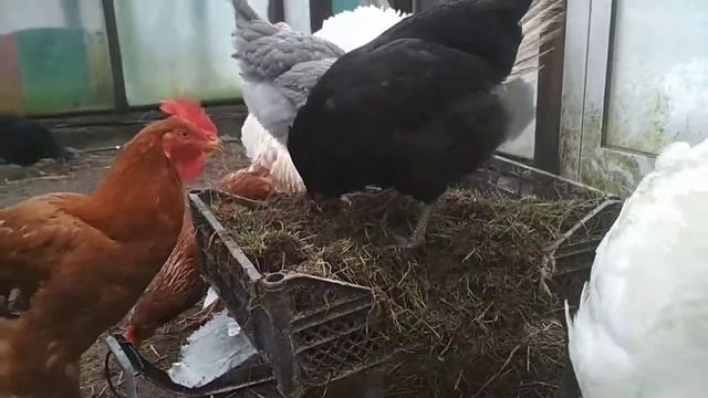 Кошки - мышки или С чего началось утро?
