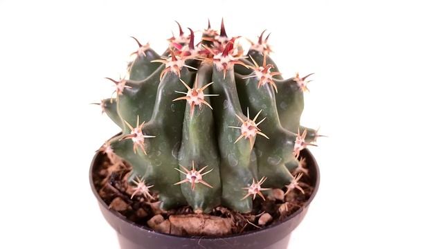 Ferocactus horridus f. brevispinus смотреть онлайн
