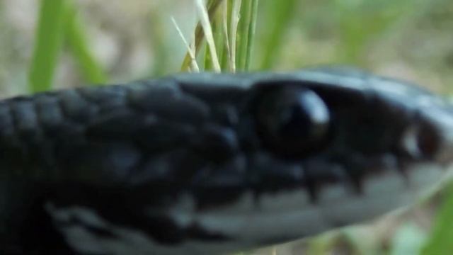 2022 Herping Episode 2. Bitten in the face. смотреть онлайн