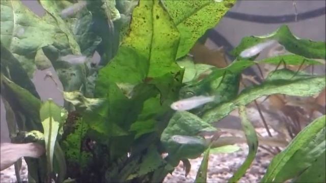Melanotaenia spl.splendida "Mount Poverty" Babys смотреть онлайн
