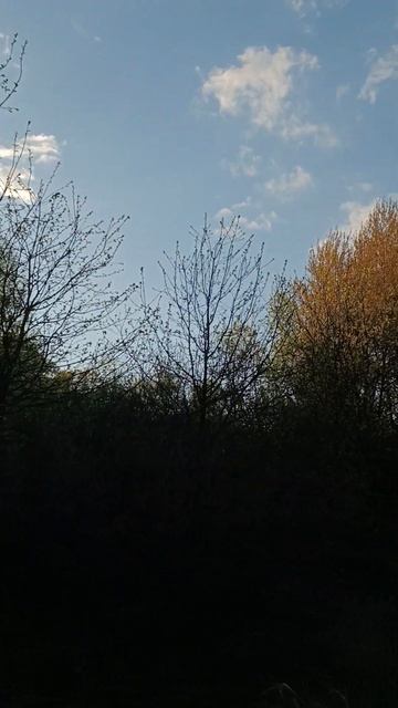 загадочные звуки на озёрах #nature #озера #озёра #озеро #загадочные #жаба #жабы смотреть онлайн