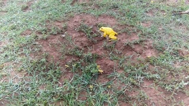 Yellow frog caught during reproduction смотреть онлайн