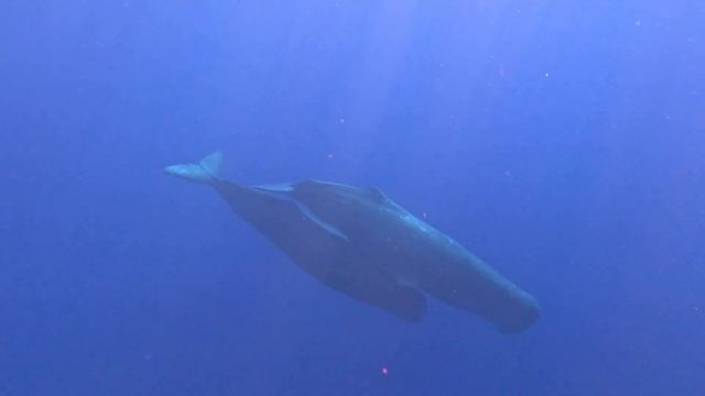 Sperm whales / Mauritius / Tamarin смотреть онлайн