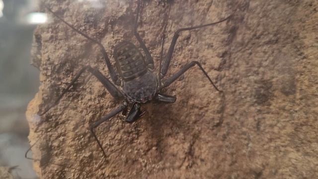 Tailless whip scorpion eating cricket смотреть онлайн
