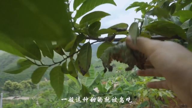 阿盆姐的Vlog｜跟小豪去摘释迦果啦【滇西小哥】