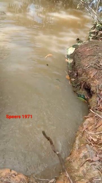 JEBAKAN BUAYA DI SUNGAI #buaya #predator #subscribe смотреть онлайн