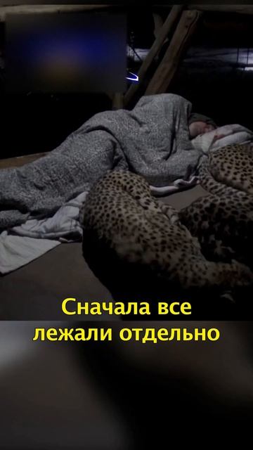 🐆Мужчина Провел Ночь с Гепардами🌃 смотреть онлайн