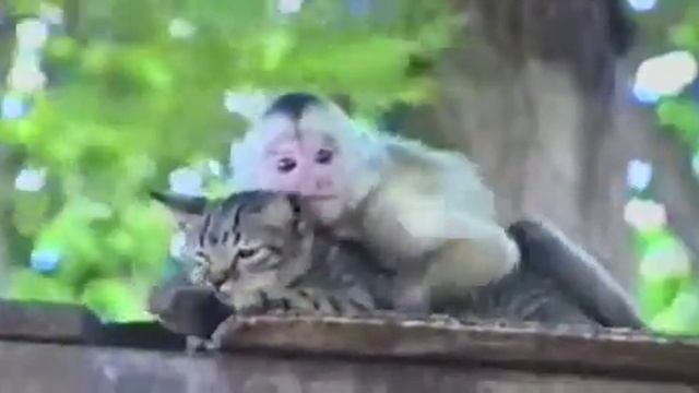 котик и обезьянка смотреть онлайн