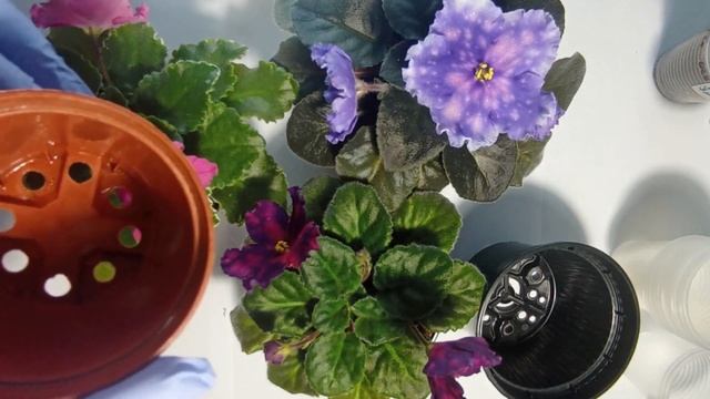 обираємо горщик для фіалок. Чому ми кажемо НІ керамічним горщикам? смотреть онлайн