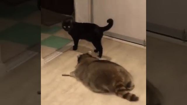 Енот и кот смотреть онлайн