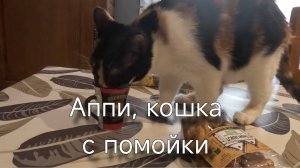 Кошка, которая любит кофе. Мой дом.