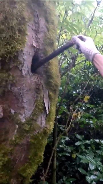 Малая Хоста, грот Барибана, Пещера медведя. 10. Подписывайтесь! Активный отдых. Природа Сочи #short смотреть онлайн