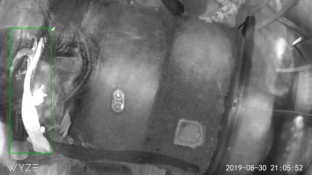 Crested Gecko Night Vision Camera смотреть онлайн