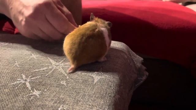 Хомяк Дуся: грецкие орехи-Это божественно! смотреть онлайн