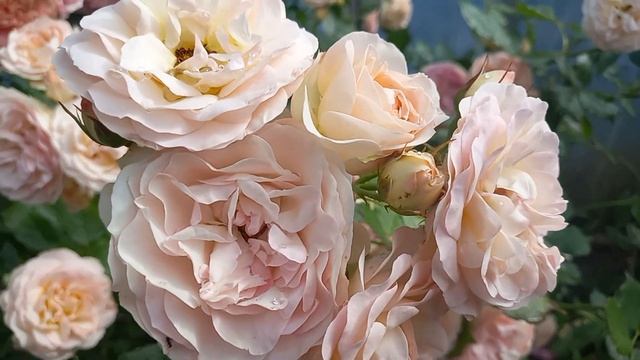 Роза Пастелла( Pastella) Tantau Германия, 2004 г. Флорибунда 27 мая 2024 г.