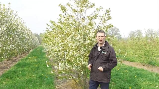 Prunus serrulata 'Ukon' | Van den Berk over Bomen смотреть онлайн